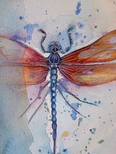 The dragonfly watercolour - dragonfly,,